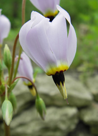 Shooting star in a formal native garden.
