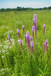 Prairie blazing star, mountain mint and prairie dock are just a few of the wildflowers you'll see on our wildflower walks.