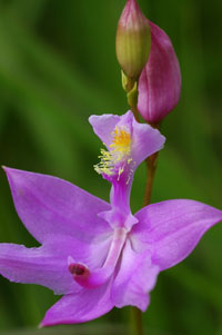 Grass pink orchid is  rare wetland wildflower.
