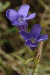 Small fringed gentian is a species of "special concern" in Wisconsin.