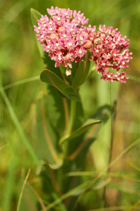 Prairie milkweed is a threatened species in Wisconsin.