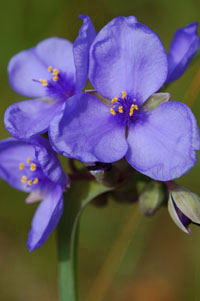 Spiderwort is a beautiful early-summer wildflower.