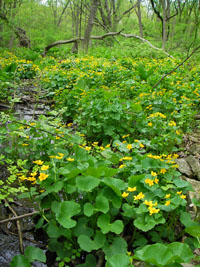 A small stream is habitat for marsh marigold.