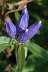 Bottle gentian.