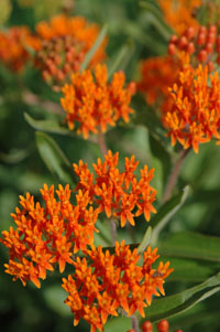 Butterfly milkweed.