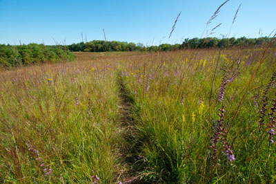 Prairie Planting