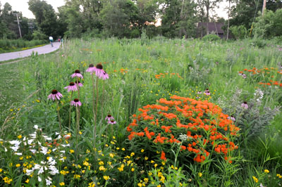 Prairie flowers
