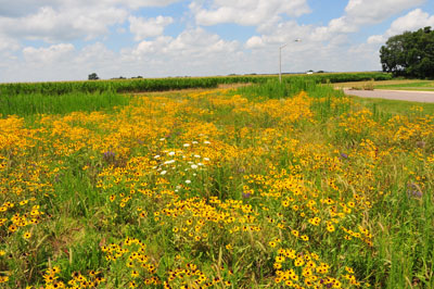 A prairie planting starts to bloom in its second year.