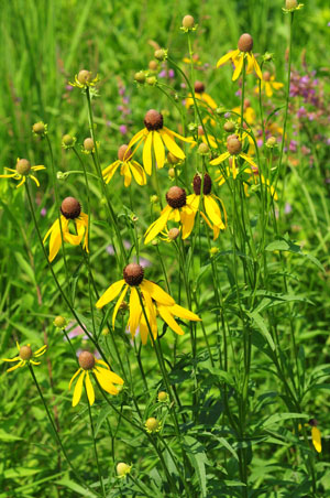 Yellow coneflower
