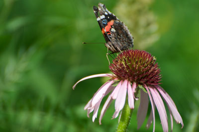 Red admiral butterfly on a purple coneflower