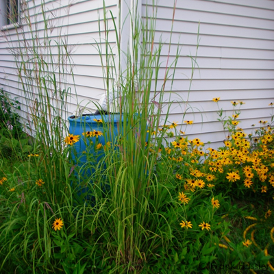 rain barrel