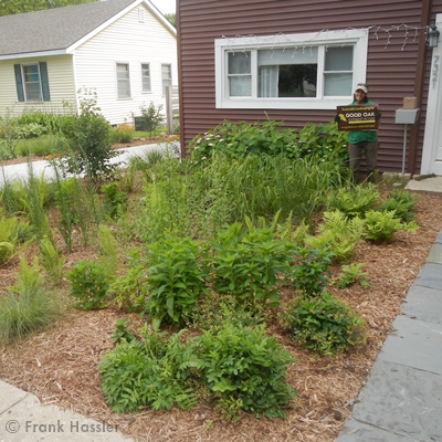 rain garden