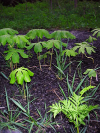 May apples and rattlesnake fern resprout in the ashes of a brush burn pile.