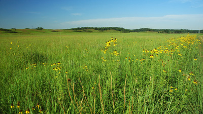 A glimpse at the past, a tallgrass prairie.