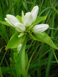Cream gentian.