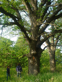 Oak Woodland